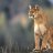 Cougar028