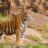 LURKING TIGER